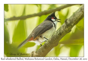 Red-whiskered Bulbul