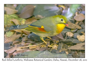 Red-billed Leiothrix