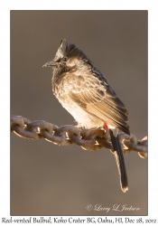 Red-vented Bulbul