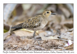 Pacific Golden-plover