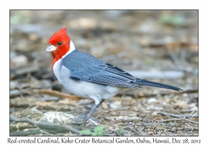 Red-crested Cardinal