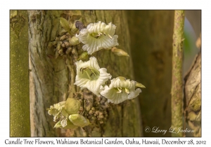 Candle Tree Flowers