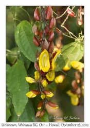 Unknown Vine Flowers