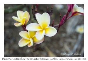 Plumeria 'Lei Rainbow'