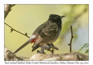 Red-vented Bulbul