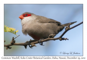 Common Waxbill