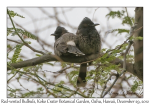 Red-vented Bulbuls