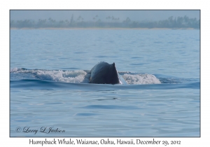 Humpback Whale