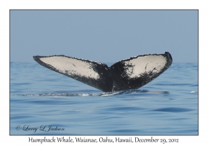 Humpback Whale