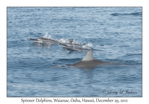 Spinner Dolphins