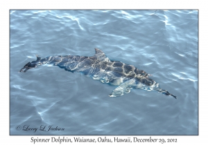 Spinner Dolphins