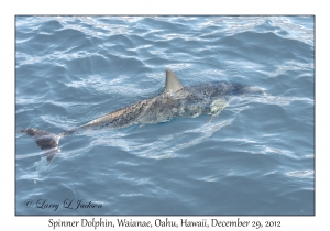 Spinner Dolphins