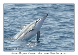 Spinner Dolphins