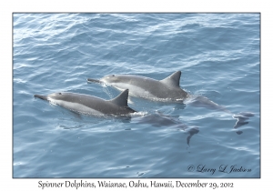 Spinner Dolphins