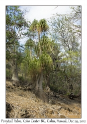 Ponytail Palm