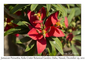 Jamaican Poinsettia