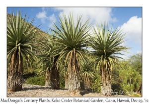 MacDougal's Century Plants