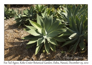 Fox Tail Agave