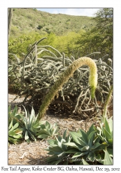 Fox Tail Agave