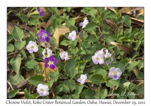 Chinese Violet