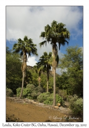 Loulu (Palms)