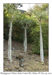 Madagascar Palms