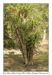 Tree Aloe