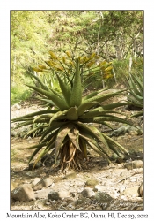 Mountain Aloe