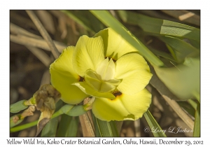 Yellow Wild Iris