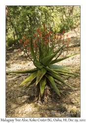 Malagasy Tree Aloe