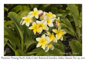 Plumeria 'Penang Peach'