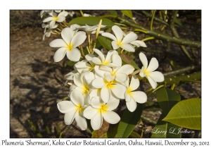 Plumeria 'Sherman'