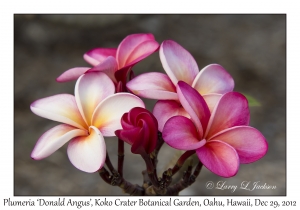 Plumeria 'Donald Angus'