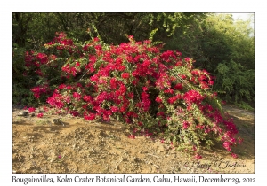 Bougainvillea