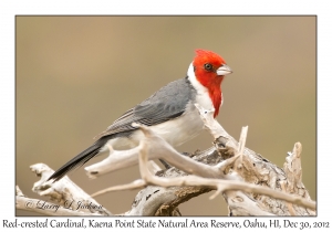 Red-crested Cardinal