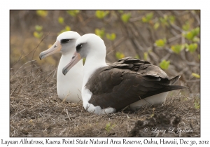 Laysan Albatross