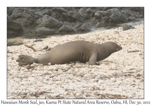 Hawaiian Monk Seal