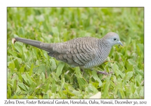 Zebra Dove