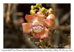 Cannonball Tree Flower