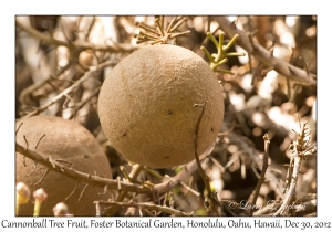 Cannonball Tree Fruit