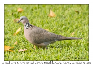 Spotted Dove