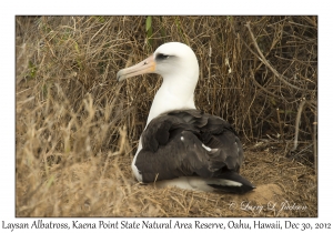 Laysan Albatross