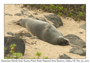 Hawaiian Monk Seal