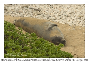 Hawaiian Monk Seal