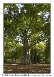 Baobab