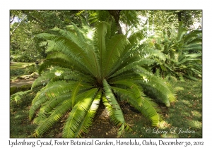 Lydenburg Cycad