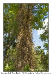 Cannonball Tree