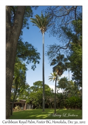 Caribbean Royal Palm