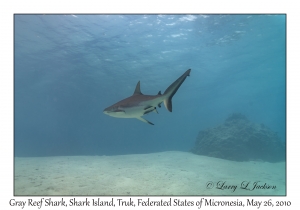 Gray Reef Shark