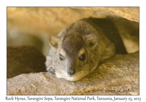 Rock Hyrax